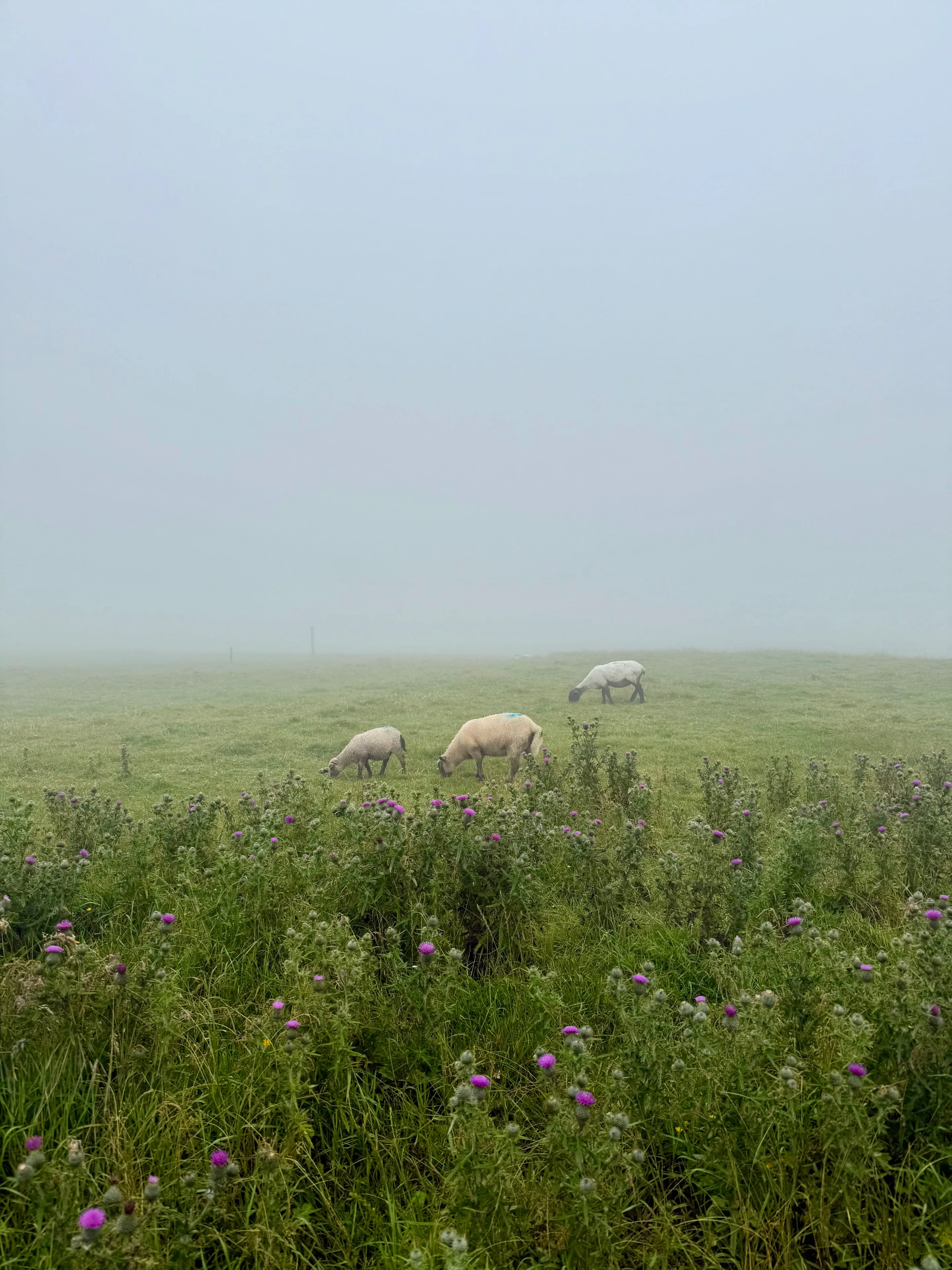 sheep