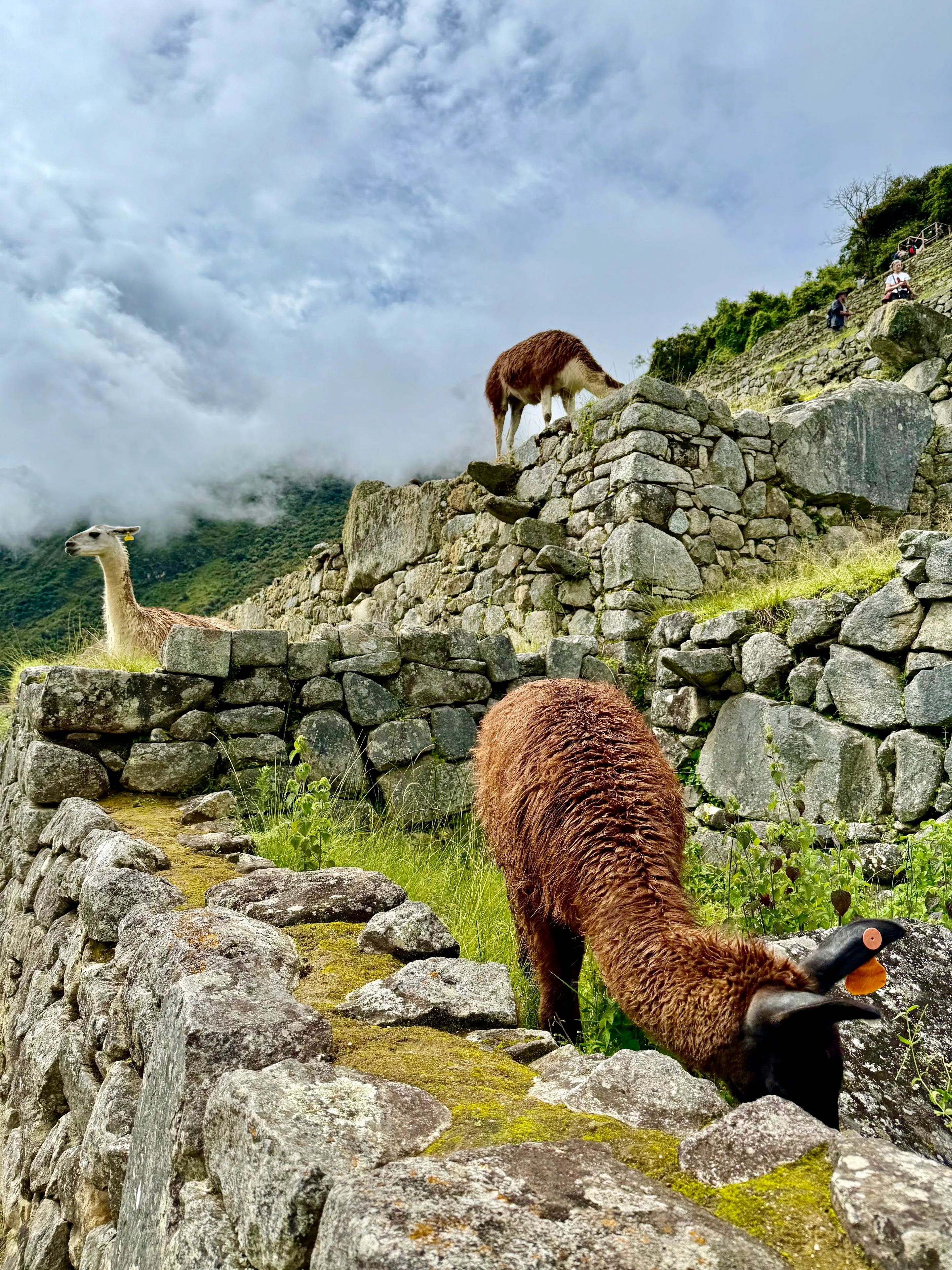 llamas