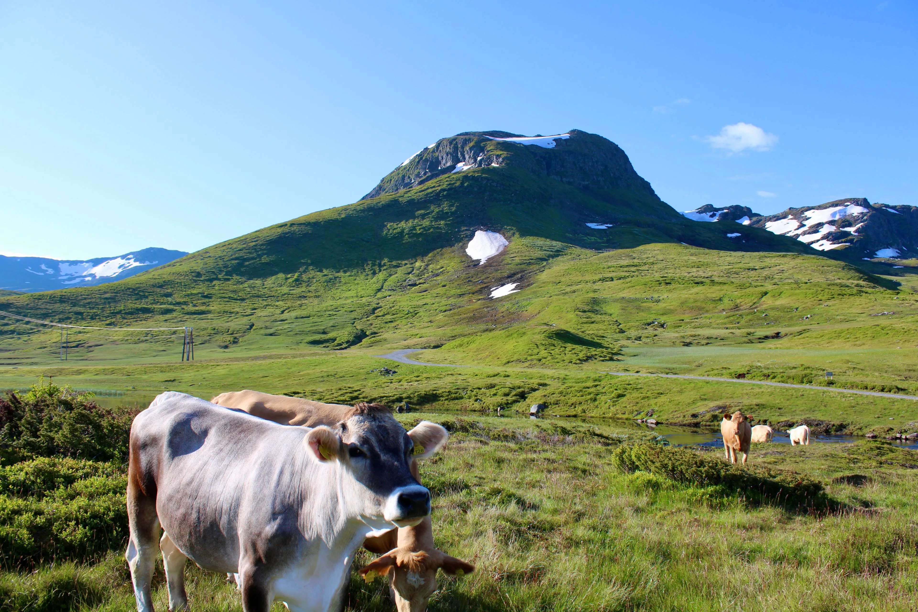 happy cow