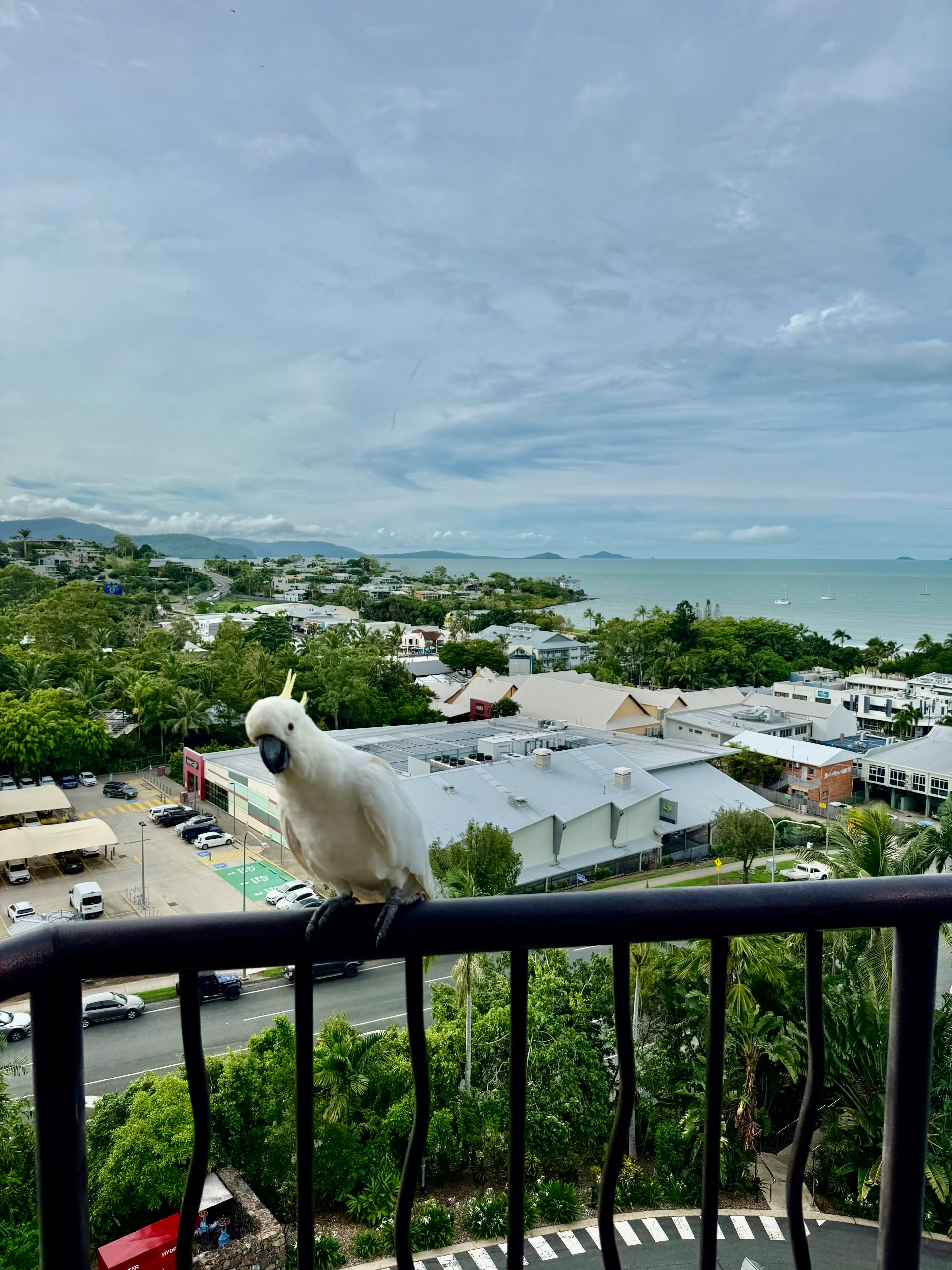parrot
