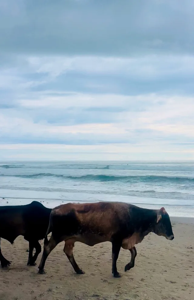 cows