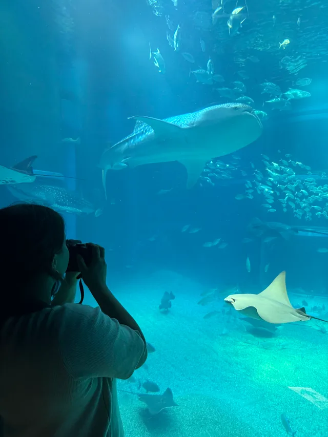whale shark