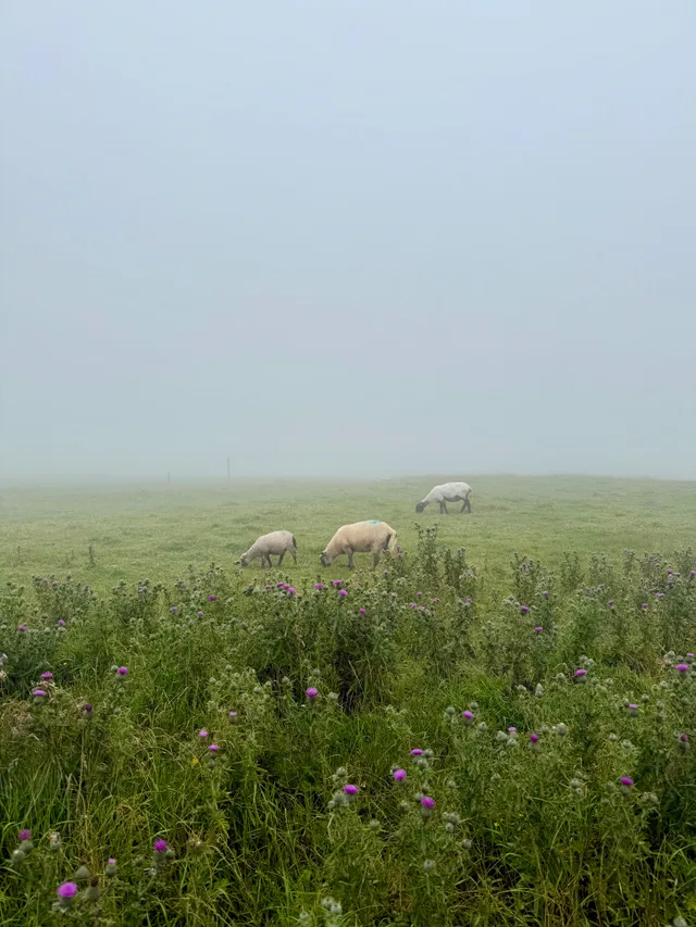 sheep