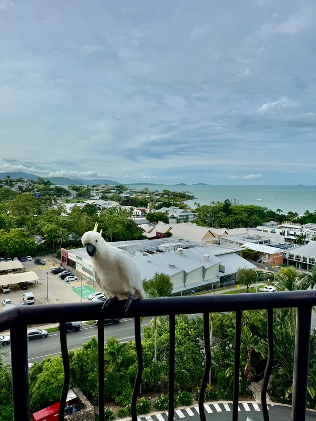 parrot